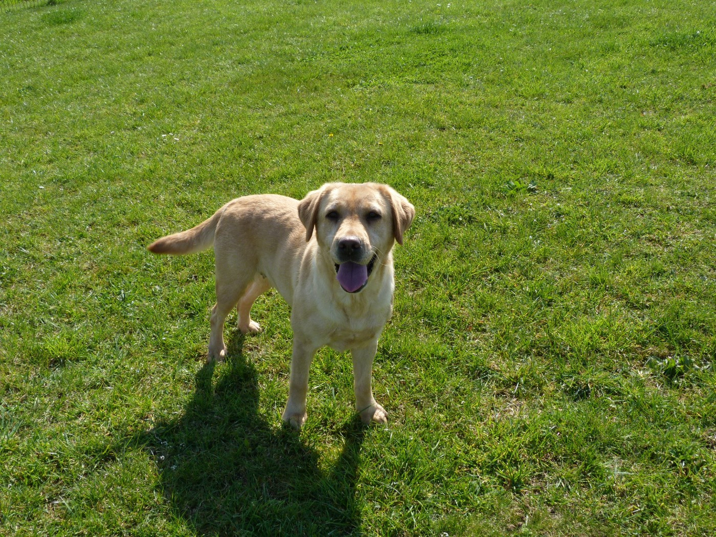 Tequila Du Mas De La Hillane