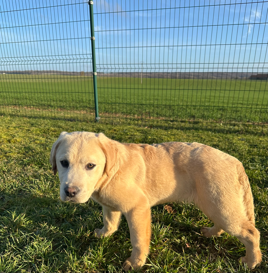 Des Bonnes Beches - Chiots disponibles - Labrador Retriever