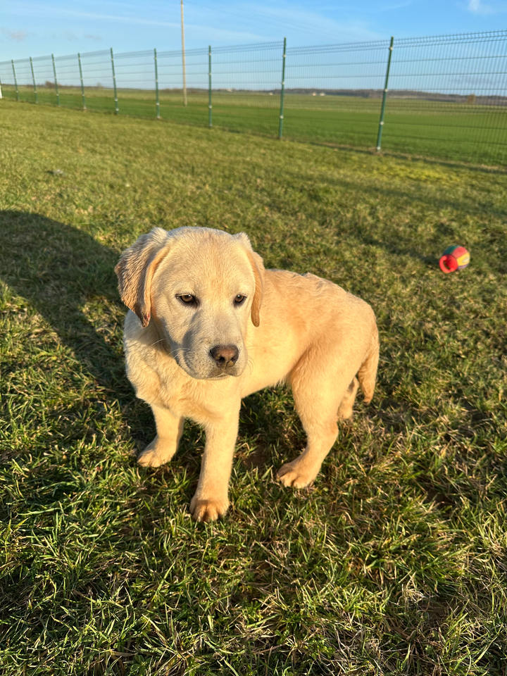 Chiot Labrador Retriever Des Bonnes Beches