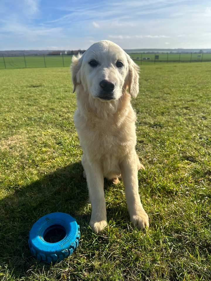 Des Bonnes Beches - Chiots disponibles - Golden Retriever