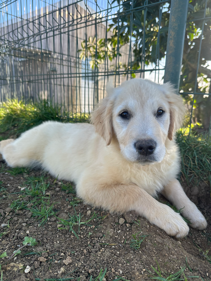 Chiot Golden Retriever Des Bonnes Beches
