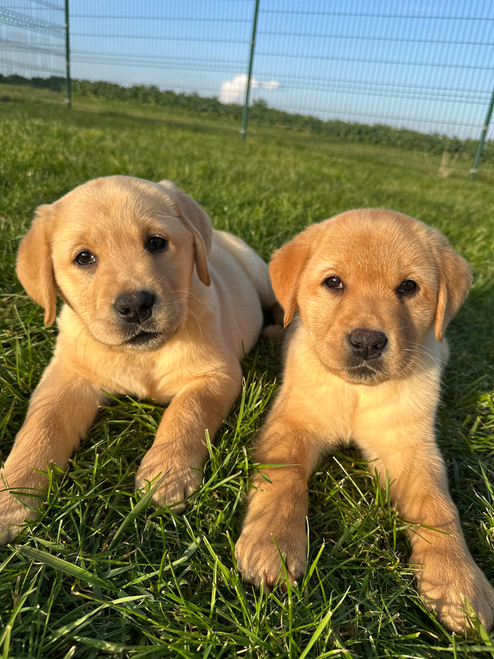 Des Bonnes Beches - Chiots disponibles - Labrador Retriever