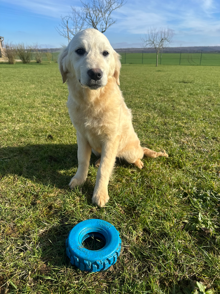 Des Bonnes Beches - Chiots disponibles - Golden Retriever