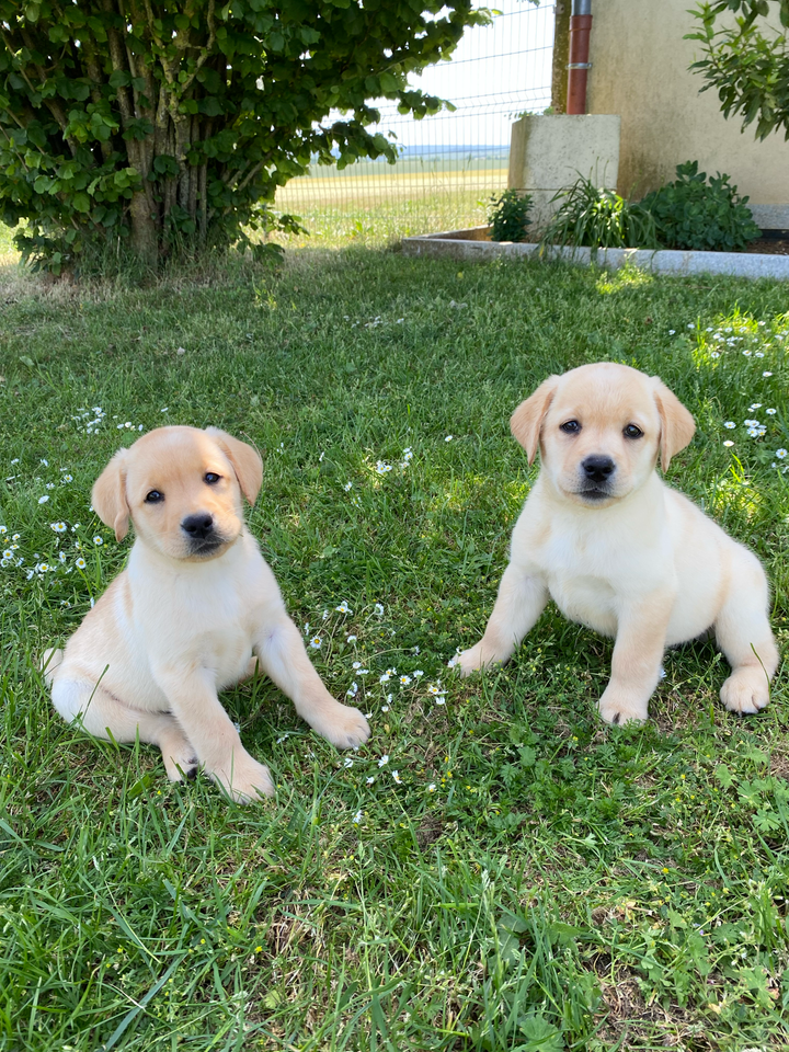 Chiot Labrador Retriever Des Bonnes Beches