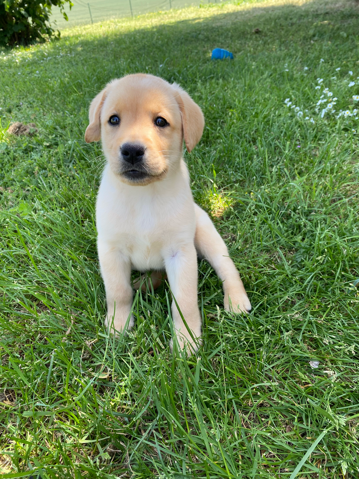 Des Bonnes Beches - Chiots disponibles - Labrador Retriever