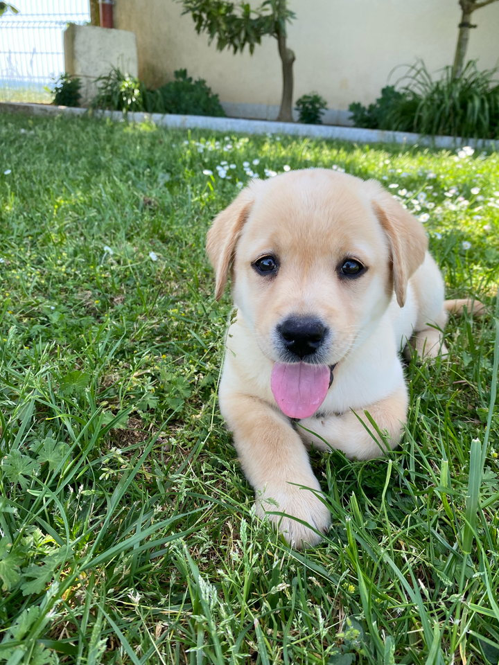 Des Bonnes Beches - Chiots disponibles - Labrador Retriever